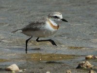 Chestnut-banded Plover 8406.jpg