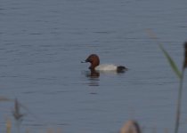 Pochard.jpg