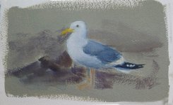 western gull5571.jpg