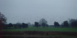 Starling Roost Flashes 191111.jpg