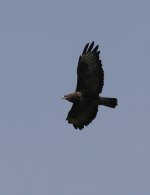 buzzard4.jpg