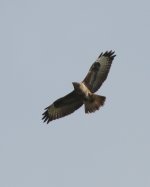 buzzard5.jpg