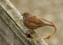 Dunnock.jpg