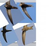 swifts.jpg