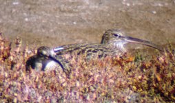 bird curlew55.jpg