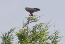 Buzzard2.jpg