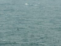 Sooty Shearwater_Girdle_Ness_141011a.jpg