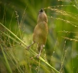 DSCN7567 Sp Munia juv.jpg