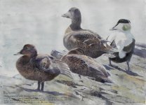 4 eiders small.JPG