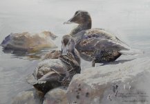 moulting eiders - small.JPG