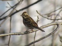 Rustic Bunting.jpg