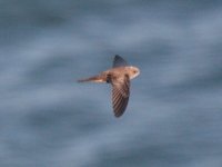 Filey swift 3.jpg