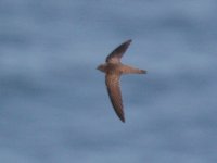 Filey swift 4.jpg