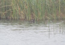 Baer's Pochard.jpg