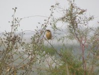 Ochre-rumped Bunting.jpg