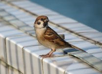 tree sparrow sx40hs 840mm IMG_0833.jpg