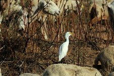 Cattle Egret.JPG