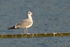 common gull 4.jpg