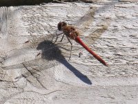 common darter1.jpg