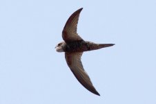 Pallid-Swift-(4)-copy.jpg