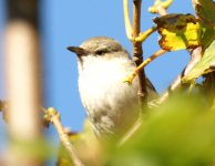 Barred Warbler_Girdle Ness_161011a.jpg