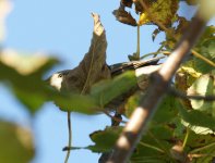 Barred Warbler_Girdle_Ness_161011b.jpg