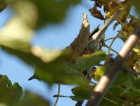 Barred Warbler_Girdle_Ness_161011c.jpg