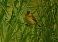 DSCN7914 Yellow-breasted Bunting bf.jpg