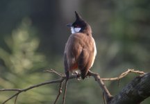 DSCN7907 Tailless Crested Bulbul bf.jpg