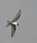 Web Todays Tern.jpg