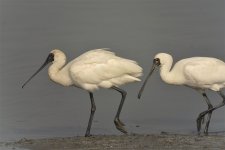 bf spoonbills V1 kw30x_DSC3358.jpg