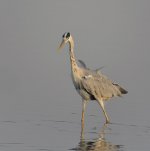 grey heron V1 kw30x_DSC2840.jpg