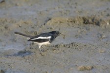 magpie robin crab V1 orig_DSC3147.jpg