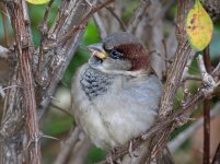 sparrow central park sx40hs IMG_1769.jpg