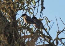 Magpie Azure Winged QDL 1, 091011 LQ.jpg