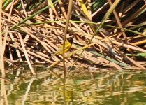 Black Headed Weaver Bird, QDL 061011 LQ.jpg