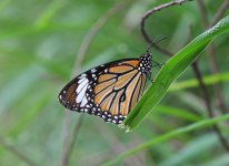 Hong Kong Butterfly.jpg