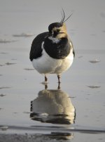 lapwing_MF03581.jpg