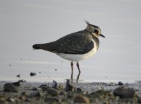 Lapwing_MF03513.jpg