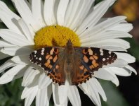 PAINTED LADY.jpg