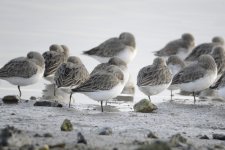 Dunlin-Roosting_MF03494.jpg