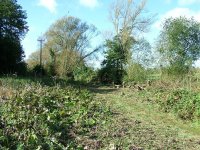 2.coppice willow patch along salwarp track afta WP 18th Oct.jpg