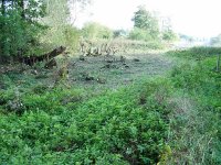 3.best.  looking east from west end of coppice.jpg