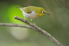 japanese white eye V1 swzm25x c_DSC8497.jpg