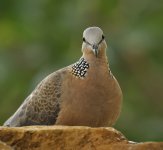 spotted dove V1 kw30x c_DSC7733.jpg