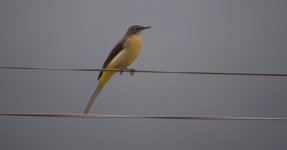 DSCN7695 Grey Wagtail bf.jpg