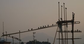 DSCN7710 Crested Mynas scaffolding bf.jpg