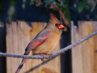 Fem Cardinal scaled R0169.jpg