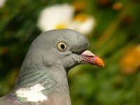 Wood Pigeon 009N.jpg