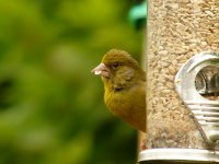 Greenfinch 007N.jpg